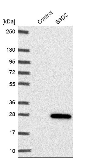 Western blot analysis in control (vector only transfected HEK293T lysate) and B9D2 over-expression lysate (Co-expressed with a C-terminal myc-DDK tag (~3.1 kDa) in mammalian HEK293T cells, LY410782).