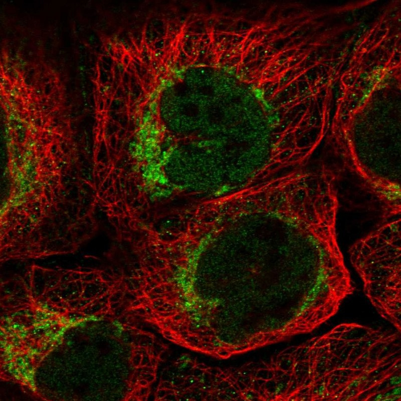 Immunofluorescent staining of human cell line A-431 shows localization to nucleoplasm & mitochondria.
