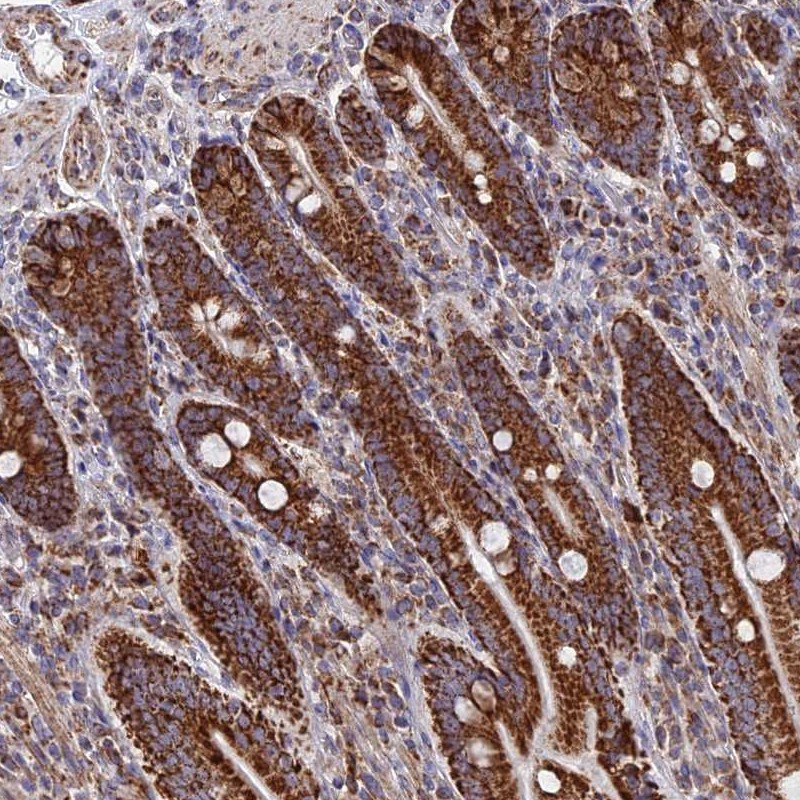 Immunohistochemical staining of human duodenum shows strong granular cytoplasmic positivity in glandular cells.