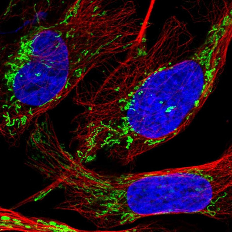 Immunofluorescent staining of human cell line U-2 OS shows localization to mitochondria.