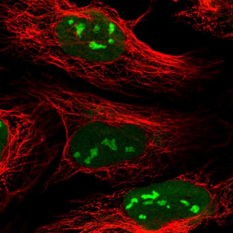Immunofluorescent staining of human cell line U-2 OS shows localization to nucleus & nucleoli.