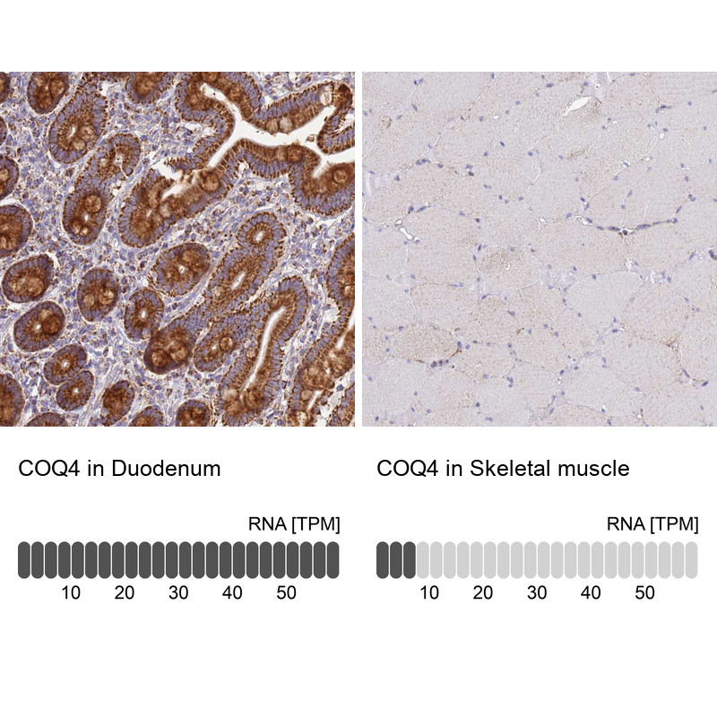 Immunohistochemistry analysis in human duodenum and skeletal muscle tissues using HPA042945 antibody. Corresponding COQ4 RNA-seq data are presented for the same tissues.