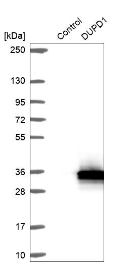 Western blot analysis in control (vector only transfected HEK293T lysate) and DUPD1 over-expression lysate (Co-expressed with a C-terminal myc-DDK tag (~3.1 kDa) in mammalian HEK293T cells, LY424030).