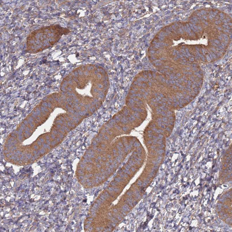 Immunohistochemical staining of human endometrium shows moderate cytoplasmic positivity in glandular cells.