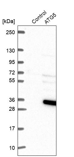 Western blot analysis in control (vector only transfected HEK293T lysate) and ATG5 over-expression lysate (Co-expressed with a C-terminal myc-DDK tag (~3.1 kDa) in mammalian HEK293T cells, LY401532).