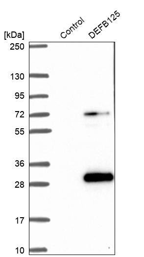Western blot analysis in control (vector only transfected HEK293T lysate) and DEFB125 over-expression lysate (Co-expressed with a C-terminal myc-DDK tag (~3.1 kDa) in mammalian HEK293T cells, LY407046).
