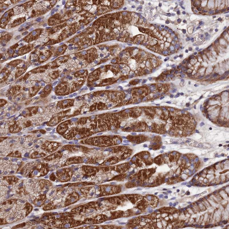 Immunohistochemical staining of human stomach, lower shows strong cytoplasmic positivity in glandular cells.