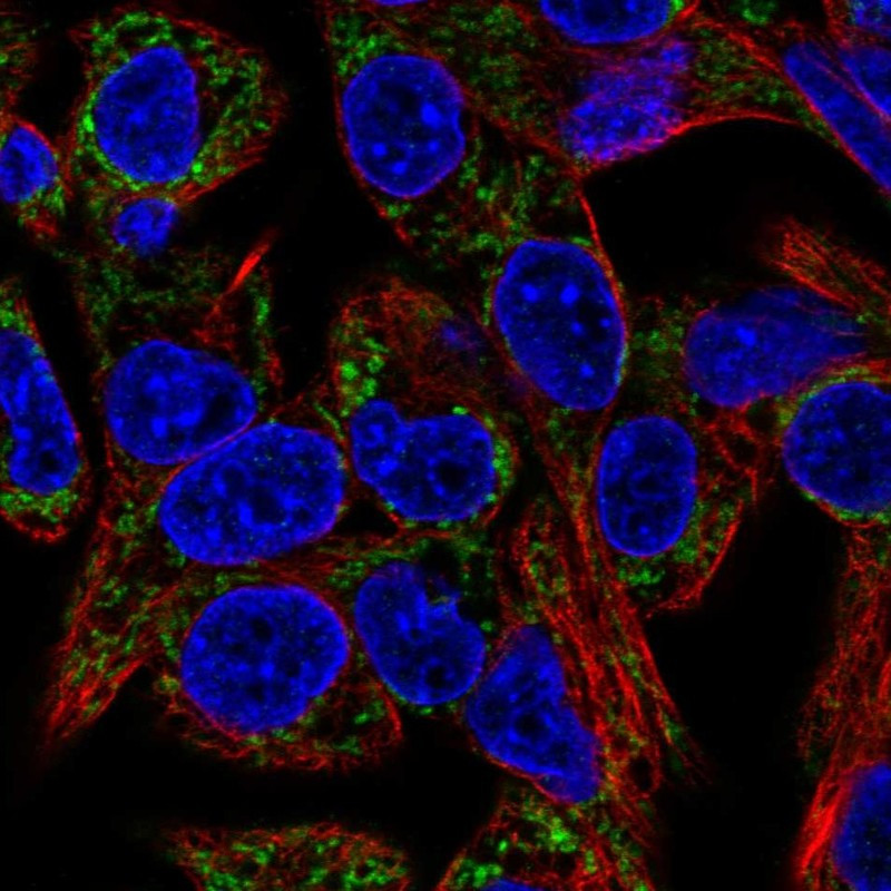 Immunofluorescent staining of human cell line Hep G2 shows localization to mitochondria.