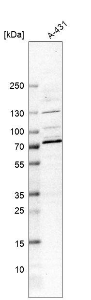Western blot analysis in human cell line A-431.