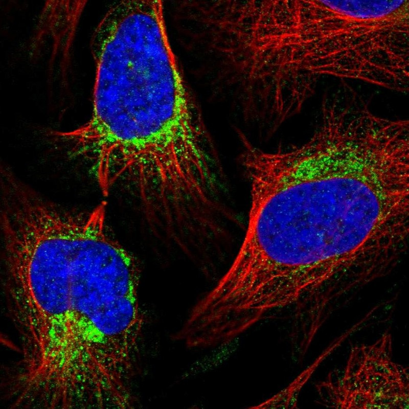 Immunofluorescent staining of human cell line U-2 OS shows localization to mitochondria.