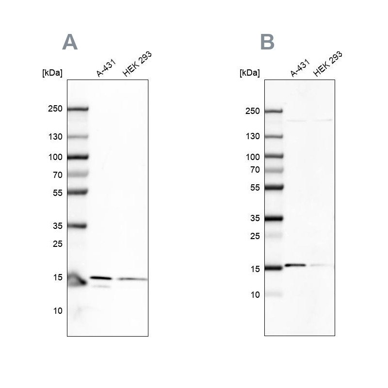Western blot analysis using Anti-COX20 antibody HPA043617 (A) shows similar pattern to independent antibody HPA045490 (B).