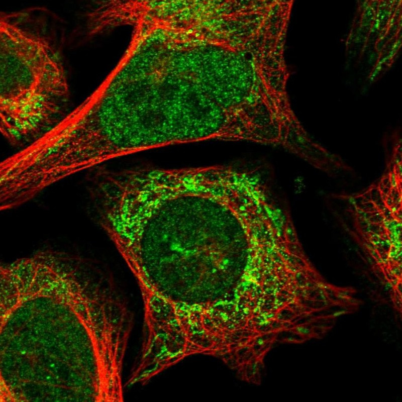 Immunofluorescent staining of human cell line U-2 OS shows localization to nucleoplasm & mitochondria.