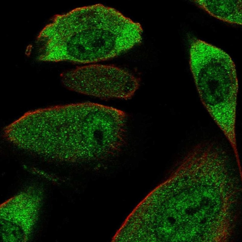 Immunofluorescent staining of human cell line RPTEC TERT1 shows localization to nucleoplasm & cytosol.