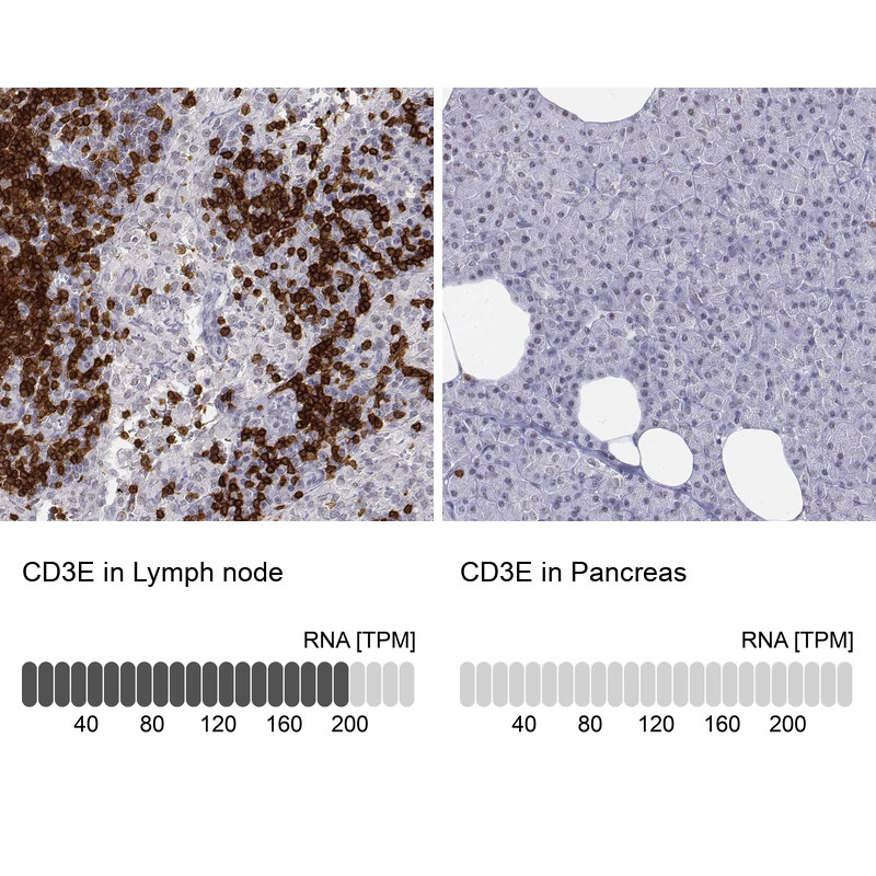 Immunohistochemistry analysis in human lymph node and pancreas tissues using HPA043955 antibody. Corresponding CD3E RNA-seq data are presented for the same tissues.