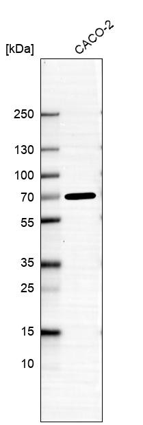Lane 1: Marker [kDa] 250, 130, 95, 72, 55, 36, 28, 17, 10<br/>Lane 2: Human cell line RT-4<br/>Lane 3: Human cell line U-251MG sp
