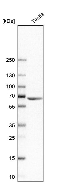 Western blot analysis in human testis tissue.