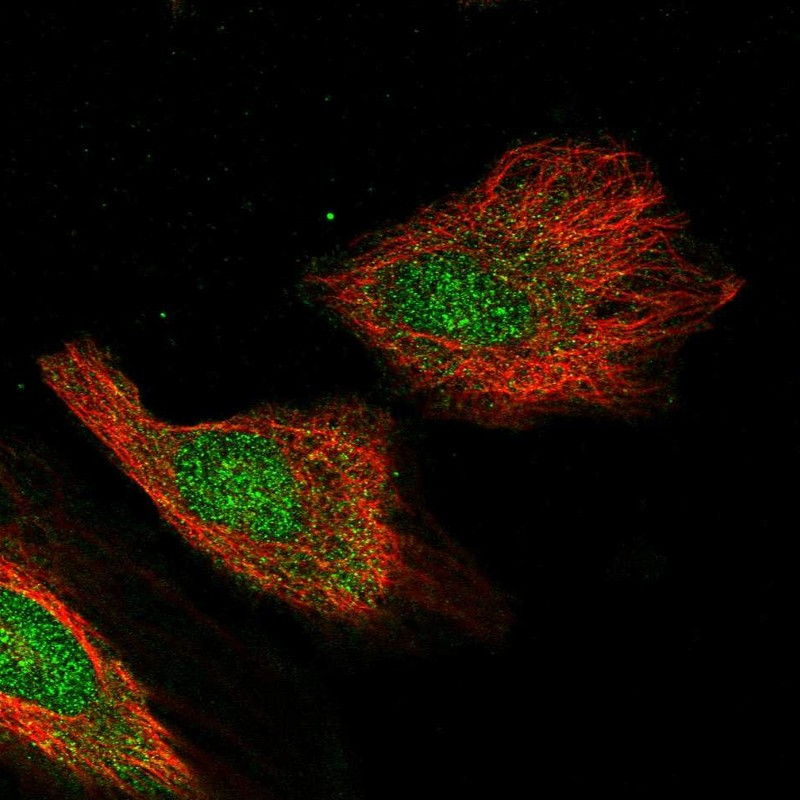 Immunofluorescent staining of human cell line HeLa shows localization to nucleus & cytosol.
