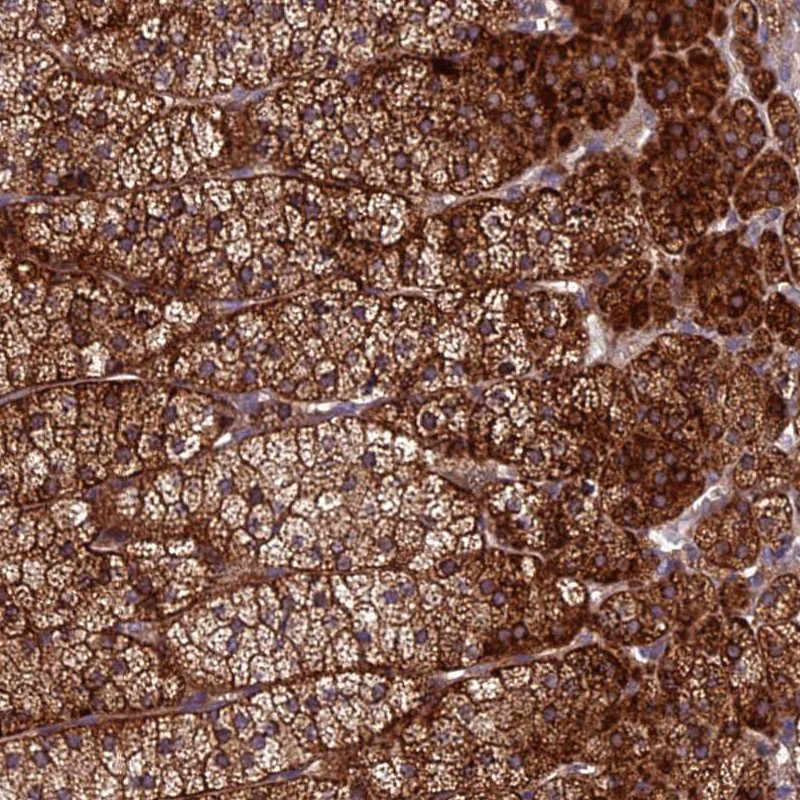 Immunohistochemical staining of human adrenal gland shows strong cytoplasmic positivity in glandular cells.