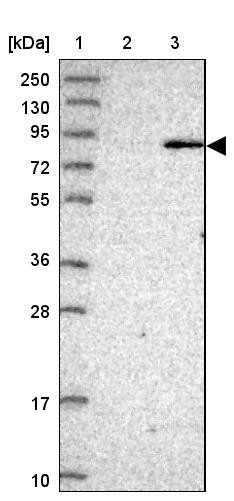 Lane 1: Marker [kDa] 250, 130, 95, 72, 55, 36, 28, 17, 10<br/>Lane 2: Human cell line RT-4<br/>Lane 3: Human cell line U-251MG sp