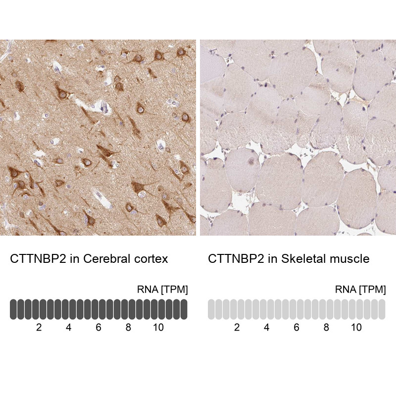 Immunohistochemistry analysis in human cerebral cortex and skeletal muscle tissues using Anti-CTTNBP2 antibody. Corresponding CTTNBP2 RNA-seq data are presented for the same tissues.