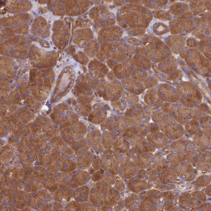 Immunohistochemical staining of human pancreas shows distinct cytoplasmic positivity in exocrine glandular cells.