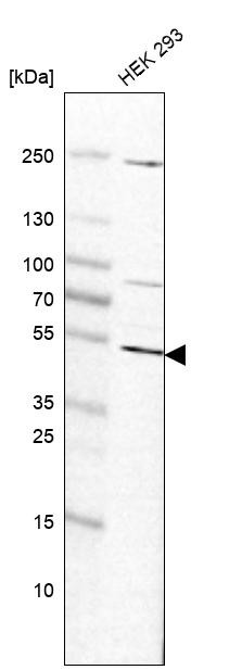 Western blot analysis in human cell line HEK 293.
