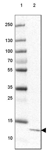 Lane 1: Marker [kDa] 250, 130, 100, 70, 55, 35, 25, 15, 10<br/>Lane 2: Human cell line HEK 293