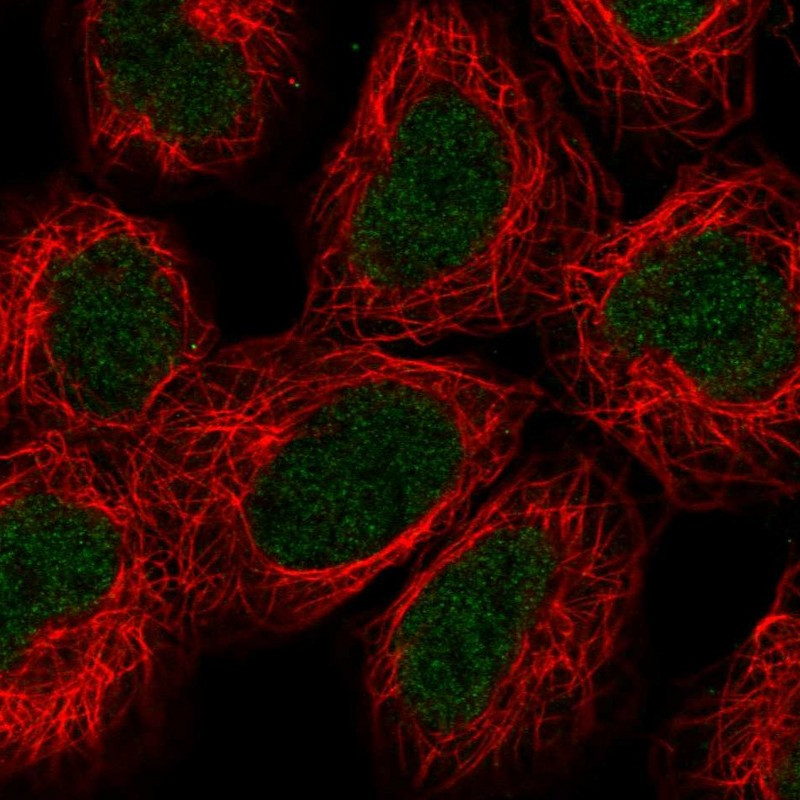 Immunofluorescent staining of human cell line HEK 293 shows localization to nucleoplasm.