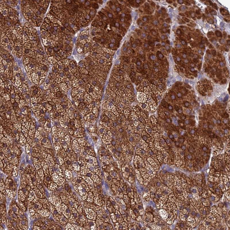 Immunohistochemical staining of human adrenal gland shows strong cytoplasmic positivity in glandular cells.