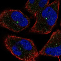 Immunofluorescent staining of human cell line RH-30 shows localization to centrosome.