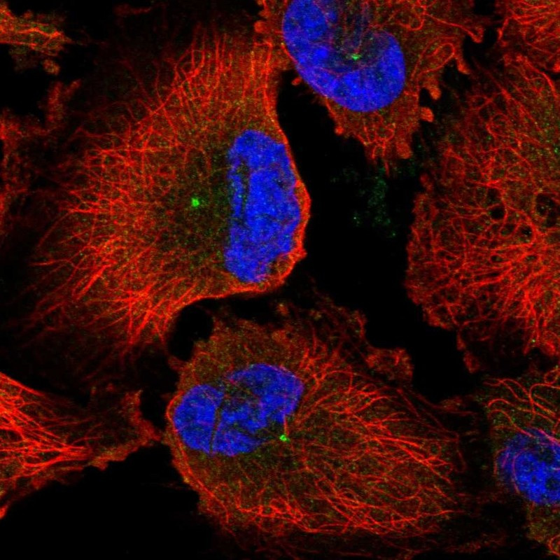 Immunofluorescent staining of human cell line U-251 MG shows localization to centrosome.