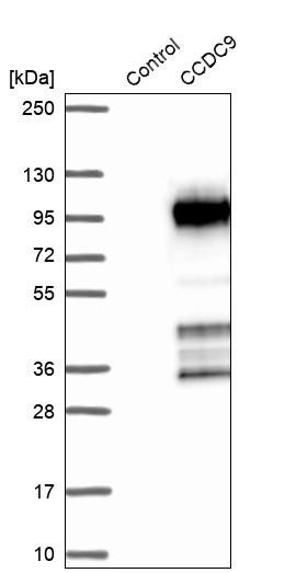 Western blot analysis in control (vector only transfected HEK293T lysate) and CCDC9 over-expression lysate (Co-expressed with a C-terminal myc-DDK tag (~3.1 kDa) in mammalian HEK293T cells, LY414450).
