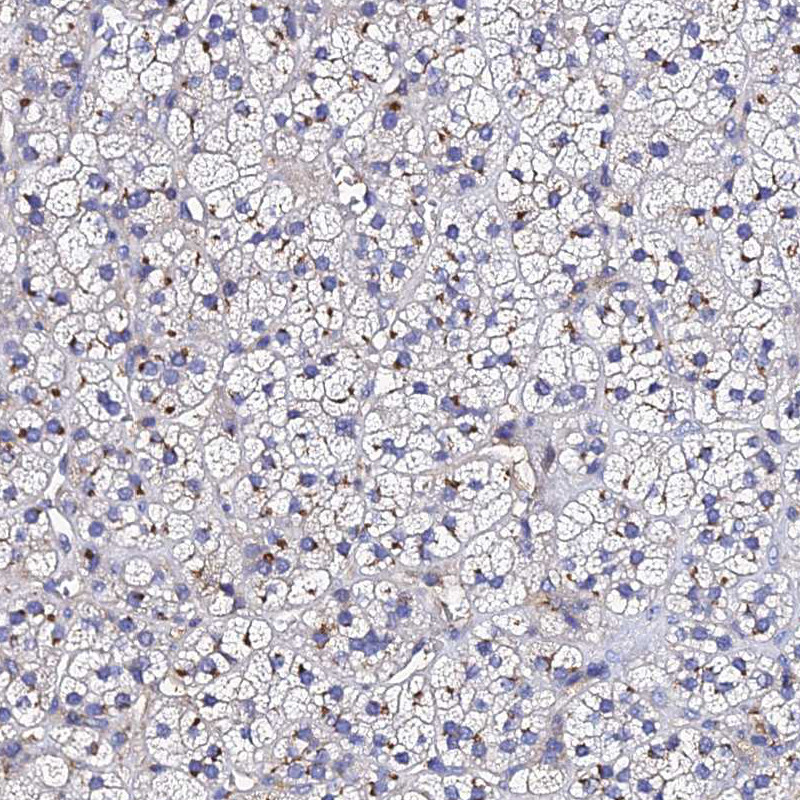 Immunohistochemical staining of human adrenal gland shows weak cytoplasmic and membranous positivity in glandular cells.