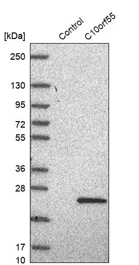 Western blot analysis in control (vector only transfected HEK293T lysate) and C10orf55 over-expression lysate (Co-expressed with a C-terminal myc-DDK tag (~3.1 kDa) in mammalian HEK293T cells, LY424244).