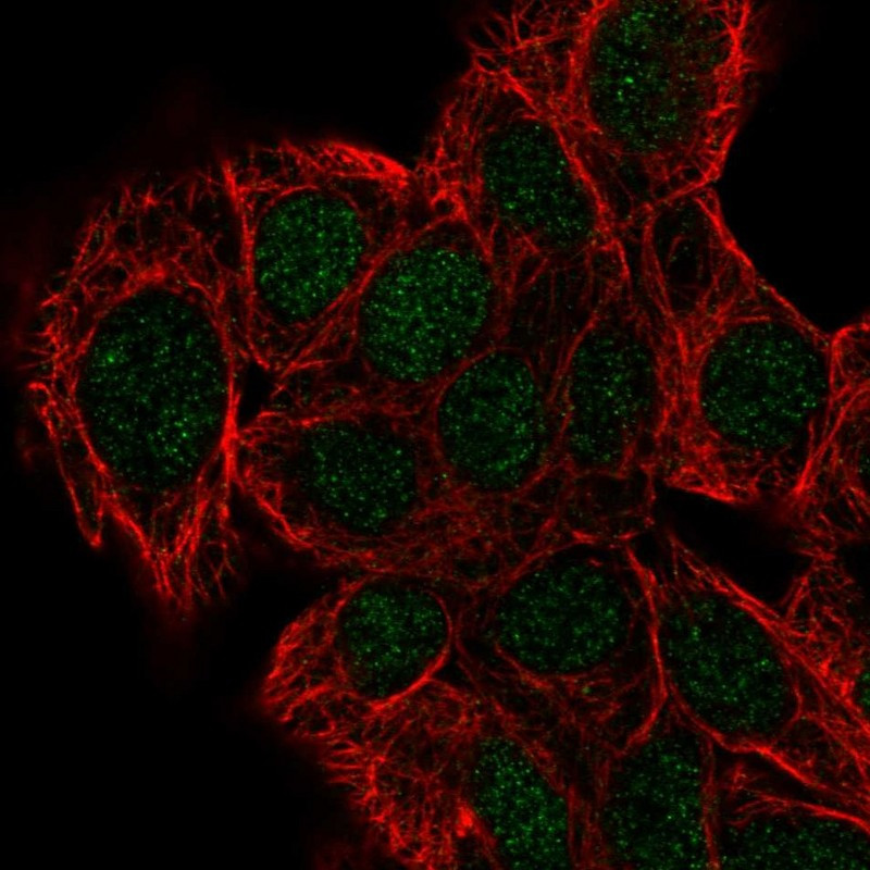 Immunofluorescent staining of human cell line Hep G2 shows localization to nucleus.