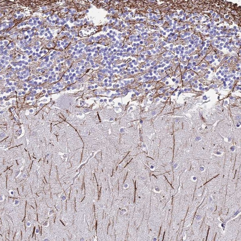 Immunohistochemical staining of human cerebellum shows strong positivity in nerve fibers.