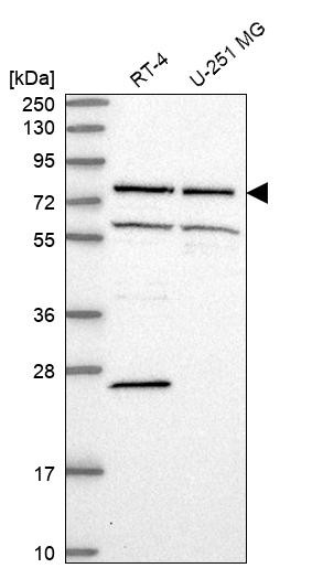 Western blot analysis in human cell line RT-4 and human cell line U-251 MG.