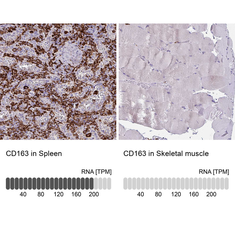 Immunohistochemistry analysis in human spleen and skeletal muscle tissues using HPA046404 antibody. Corresponding CD163 RNA-seq data are presented for the same tissues.