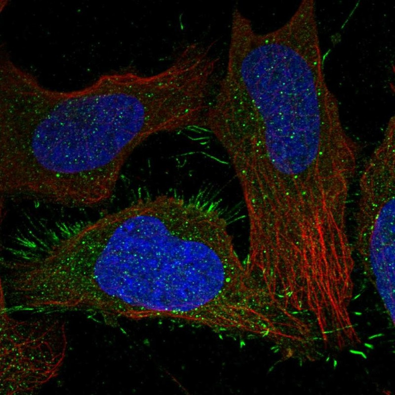 Immunofluorescent staining of human cell line U-2 OS shows localization to plasma membrane.