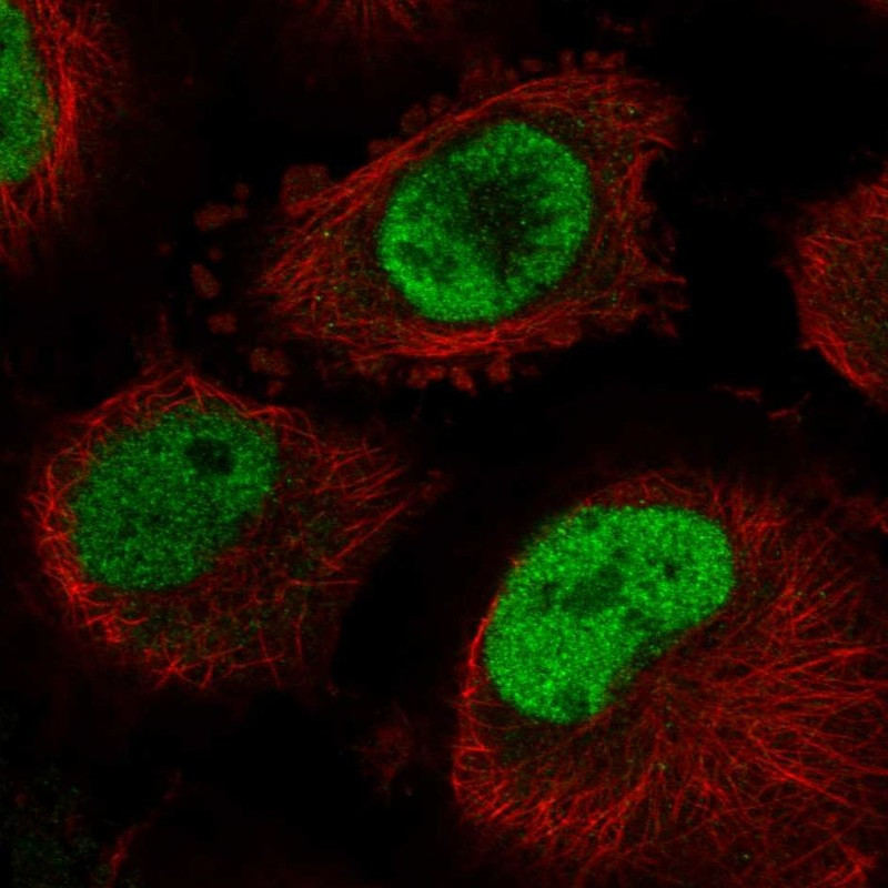 Immunofluorescent staining of human cell line U-251 MG shows localization to nucleoplasm.