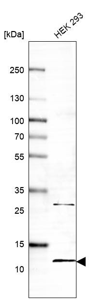 Lane 1: Marker [kDa] 250, 130, 95, 72, 55, 36, 28, 17, 10<br/>Lane 2: Human cell line RT-4
