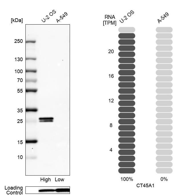 Western blot analysis in human cell line U-2 OS and human cell line A-549.
