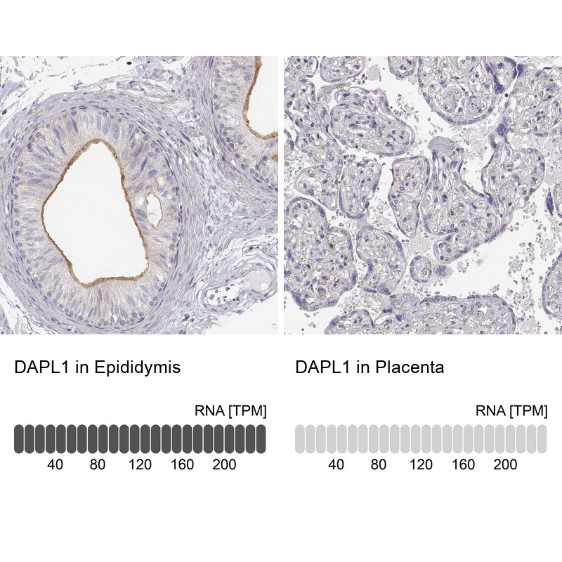 Immunohistochemistry analysis in human epididymis and placenta tissues using Anti-DAPL1 antibody. Corresponding DAPL1 RNA-seq data are presented for the same tissues.