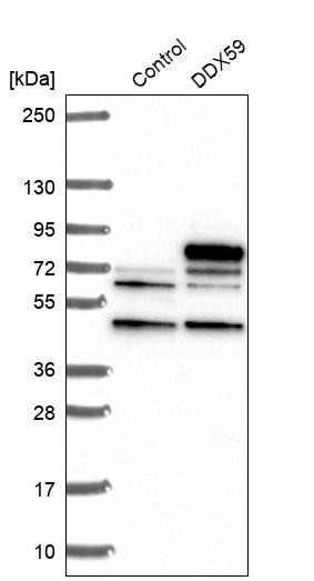 Western blot analysis in control (vector only transfected HEK293T lysate) and DDX59 over-expression lysate (Co-expressed with a C-terminal myc-DDK tag (~3.1 kDa) in mammalian HEK293T cells, LY422174).