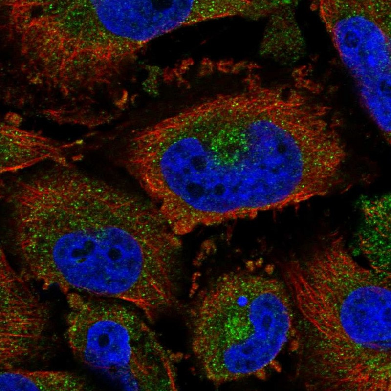 Immunofluorescent staining of human cell line U-251 MG shows localization to cytosol & the Golgi apparatus.