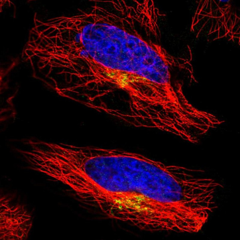 Immunofluorescent staining of human cell line HeLa shows localization to the Golgi apparatus.
