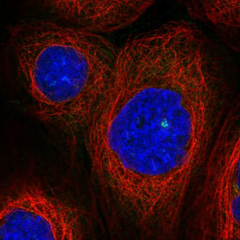 Immunofluorescent staining of human cell line A-431 shows localization to centrosome.
