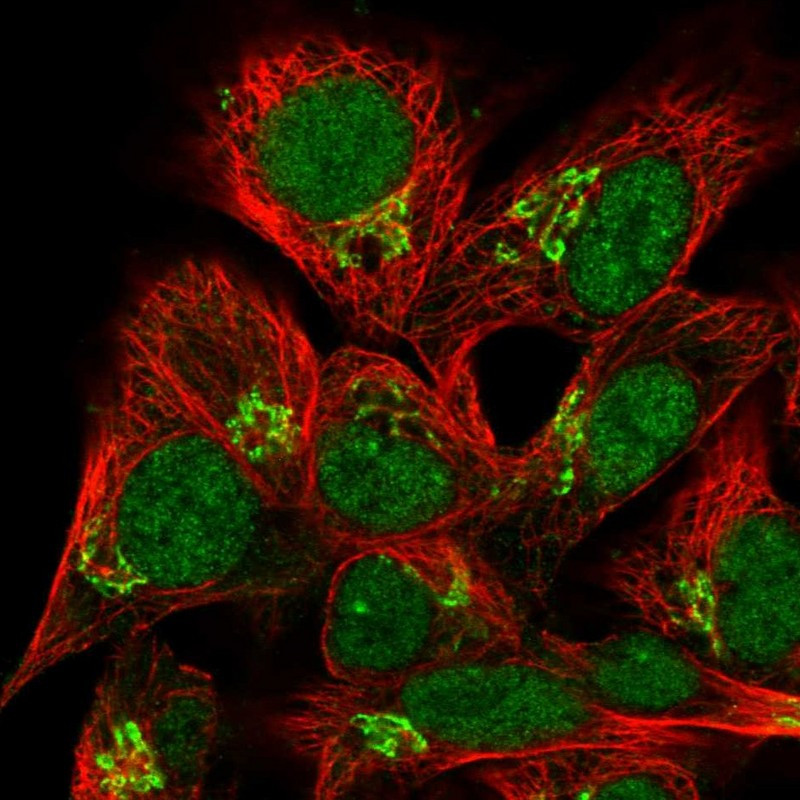 Immunofluorescent staining of human cell line Hep G2 shows localization to nucleus & the Golgi apparatus.