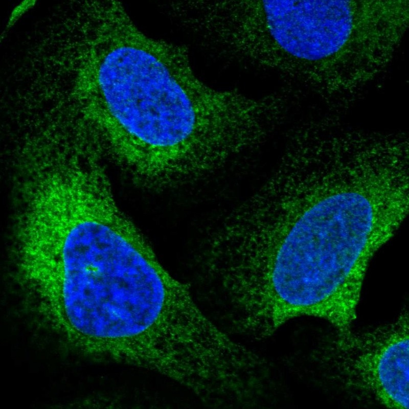 Immunofluorescent staining of human cell line U-2 OS shows localization to endoplasmic reticulum.