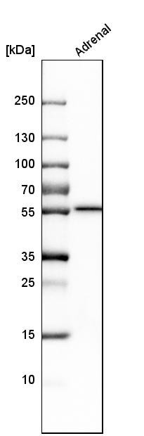 Western blot analysis in human adrenal gland tissue.